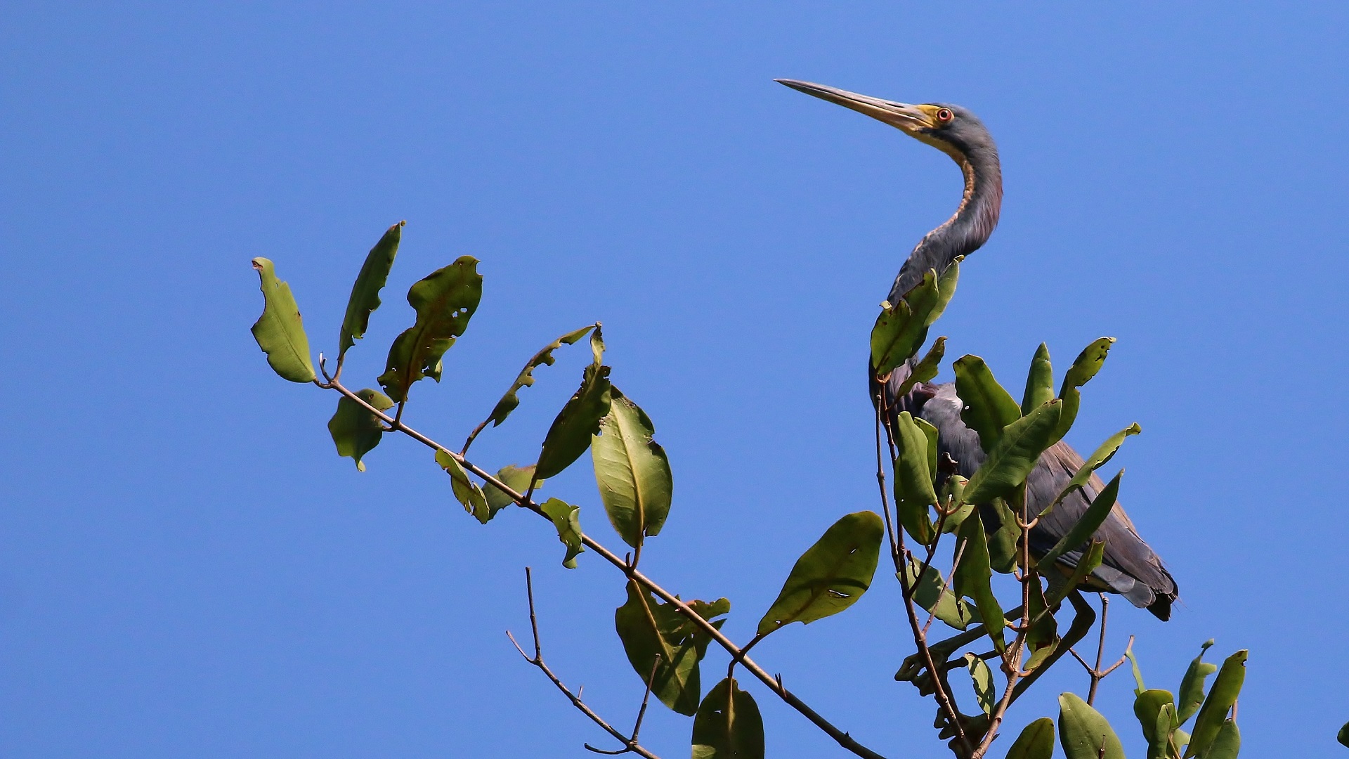 Tricolored Heron